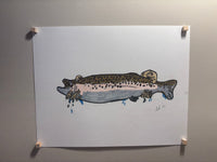 Rainbow Trout