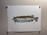 Rainbow Trout