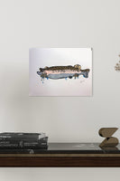 Rainbow Trout